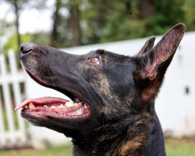 CAIN: 19 Month-Old Dutch Shepherd